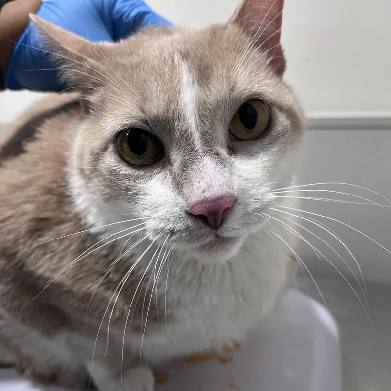 A senior extra large-sized male Buff / Tan / Fawn Domestic Short Hair cat named Paul for adoption in Tampa, FL