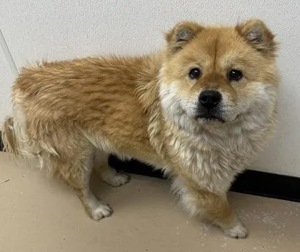 An adult medium-sized female Chow Chow dog named Dixie for adoption in Phoenix, AZ