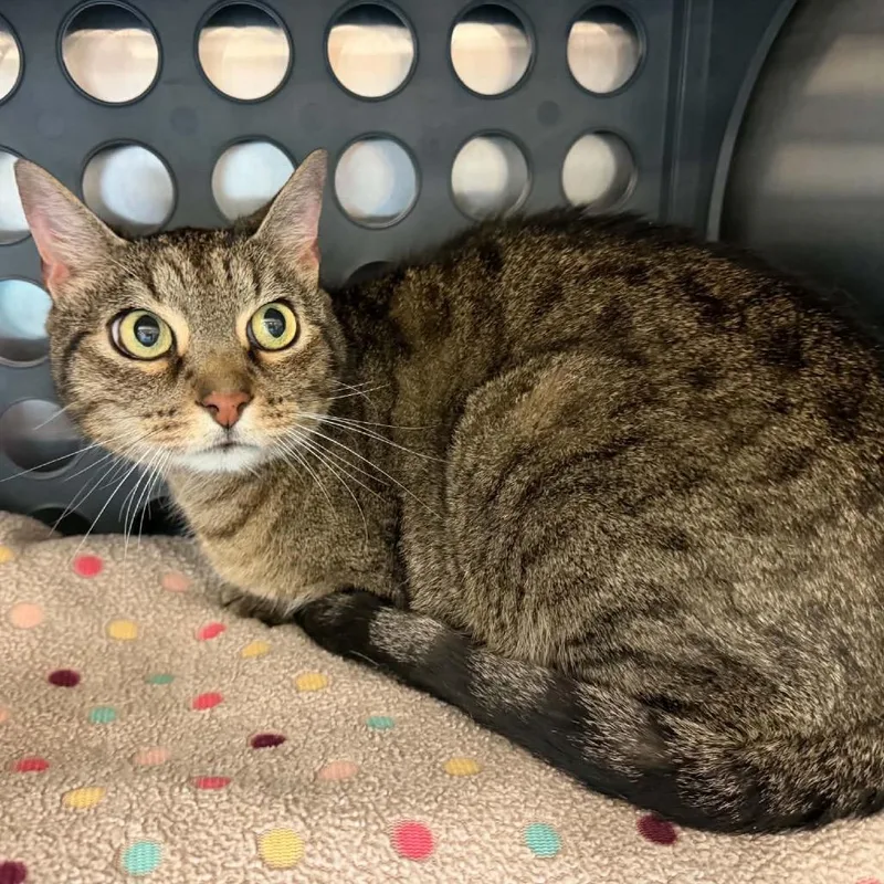 A senior medium-sized male Gray / Blue / Silver American Shorthair cat named Pascal for adoption in Spring Hill, KS