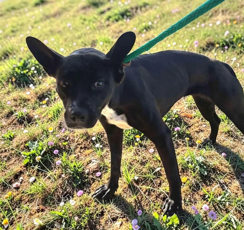 An adult medium-sized female Black Basenji dog named Brie for adoption in Ventura, CA