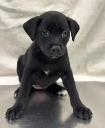 A young large-sized female Labrador Retriever dog named Trinket for adoption in Kansas City, MO