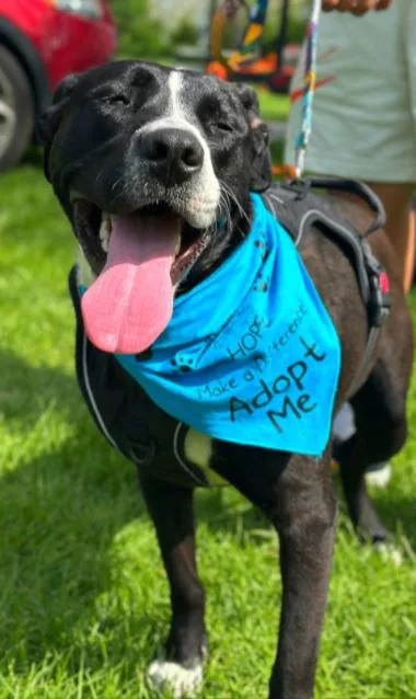 An adult large-sized female Black Pit Bull Terrier dog named Button for adoption