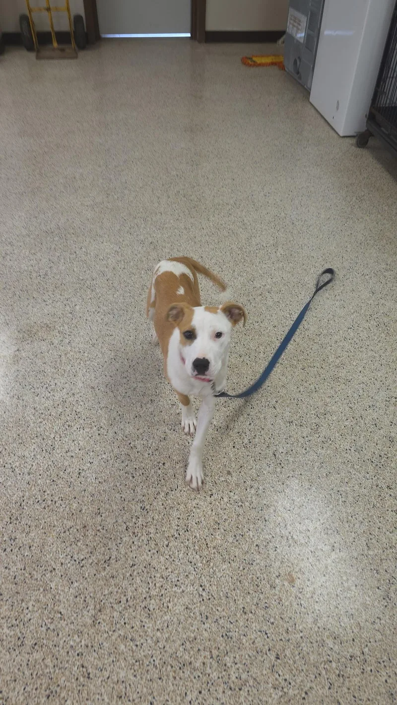 A young medium-sized female Mixed Breed dog named Pepper for adoption in Rock Hill, NY