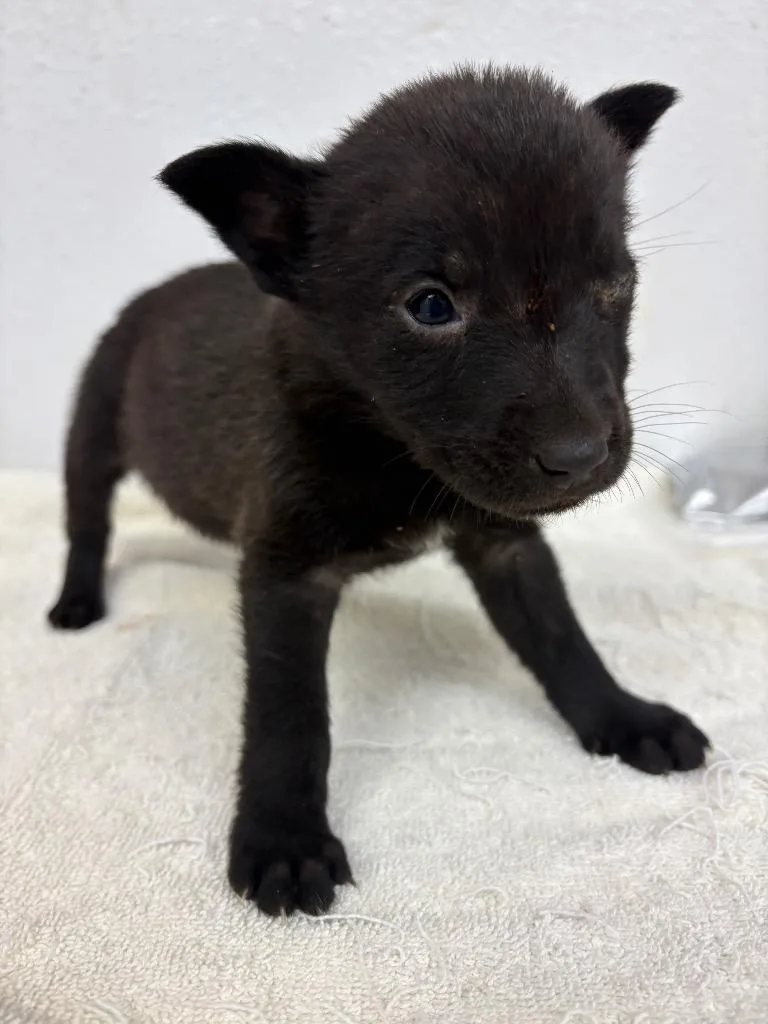 A baby small-sized female Mixed Breed dog named Nurse Dana for adoption in Lockhart, TX