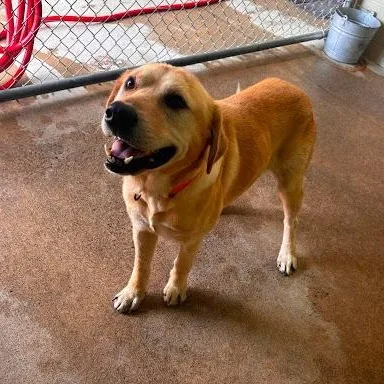 An adult medium-sized male Labrador Retriever dog named Butters for adoption in Danbury, CT