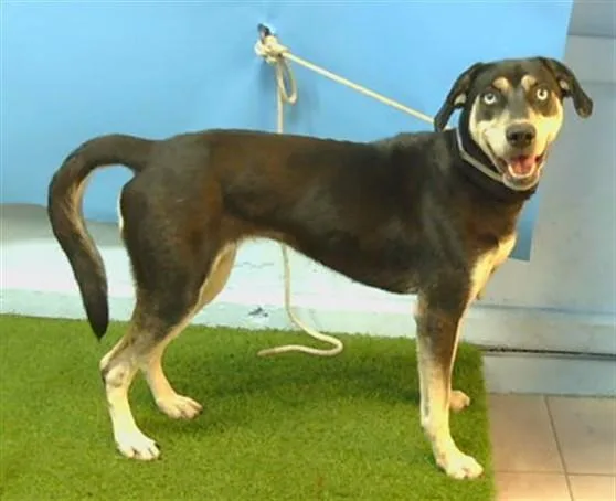 A young large-sized female German Shepherd Dog dog named Lois for adoption in Gardena, CA
