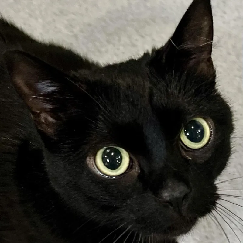 An adult large-sized female Black Domestic Short Hair cat named Talulah for adoption in Murray, UT