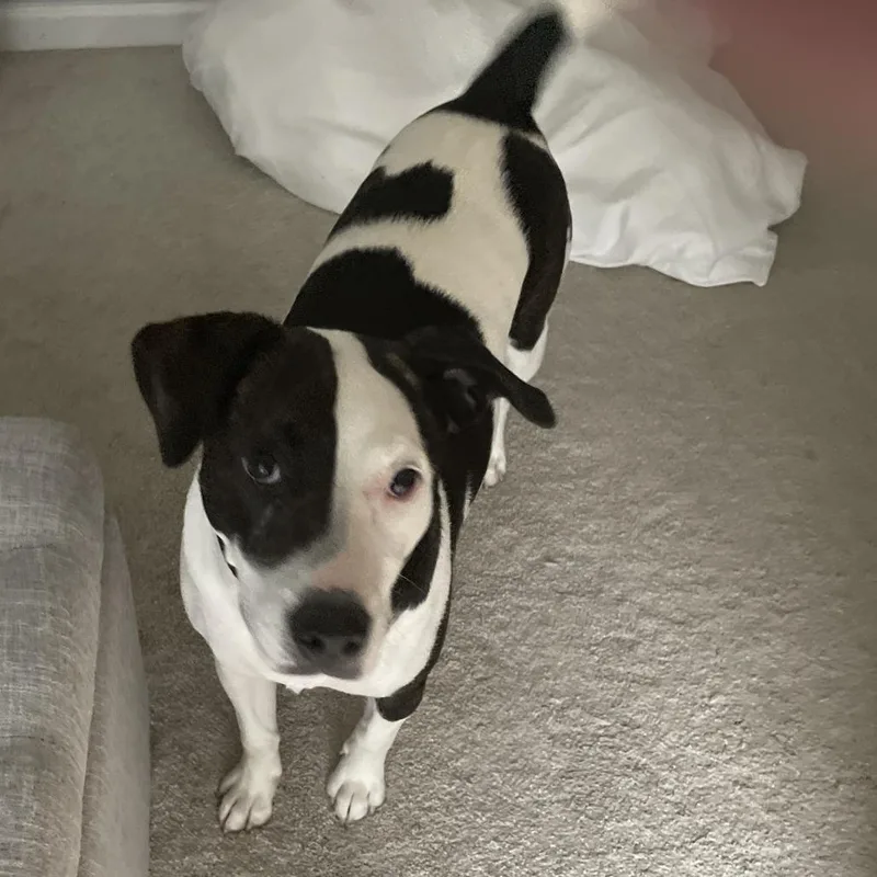 An adult medium-sized female Black Mixed Breed dog named Hazel for adoption in Melbourne, KY