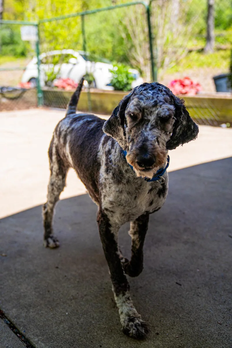 An adult medium-sized male Merle (Blue) Poodle dog named Park Ranger Trout for adoption in Dellslow, WV