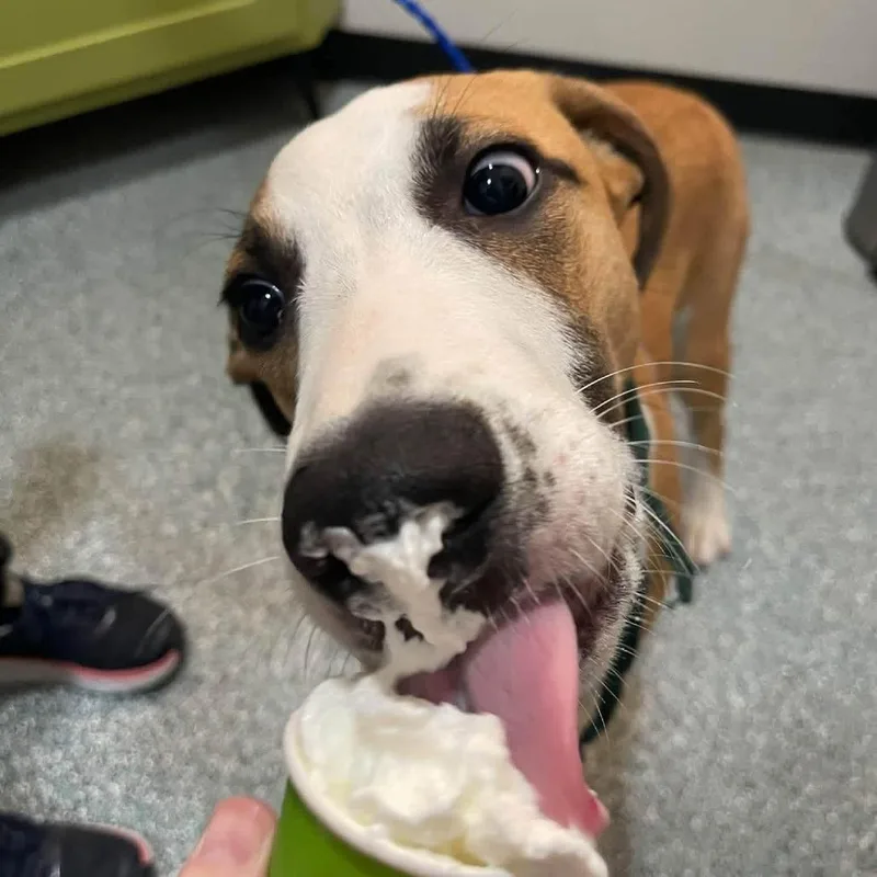 A young medium-sized male Mixed Breed dog named Baylor for adoption in Barrington, NH