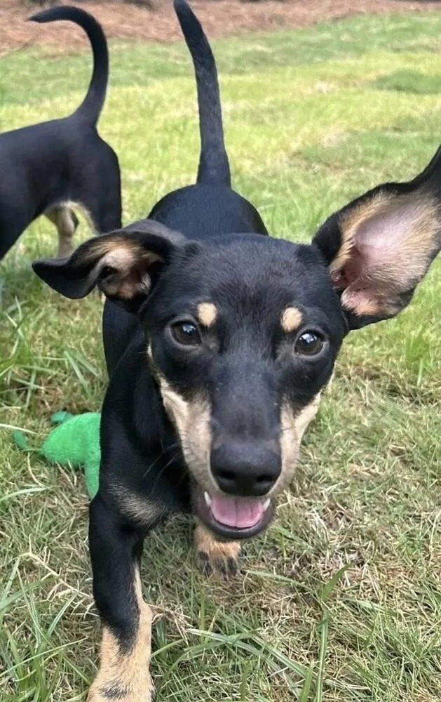 A baby small-sized male Brown / Chocolate Miniature Pinscher dog named Babe Tramp for adoption in Washington, DC