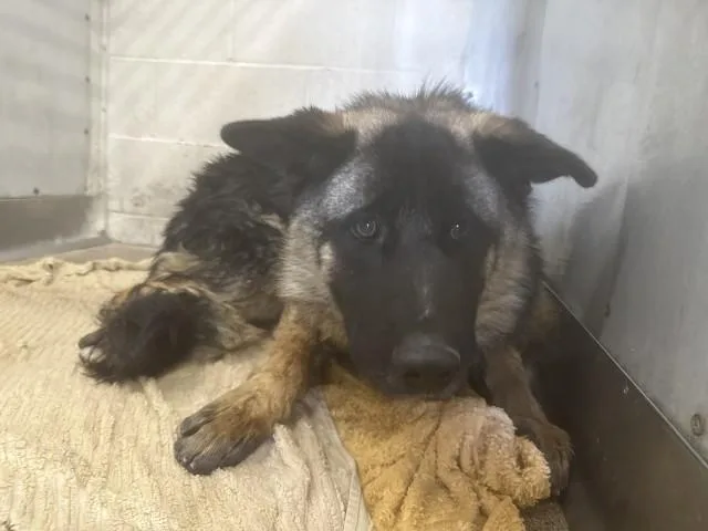 A young large-sized female German Shepherd Dog dog named Hazel for adoption in San Bernardino, CA
