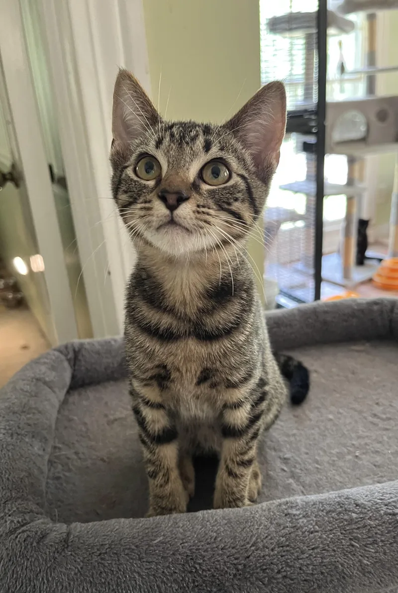 Mr. Bones thumbnail 2