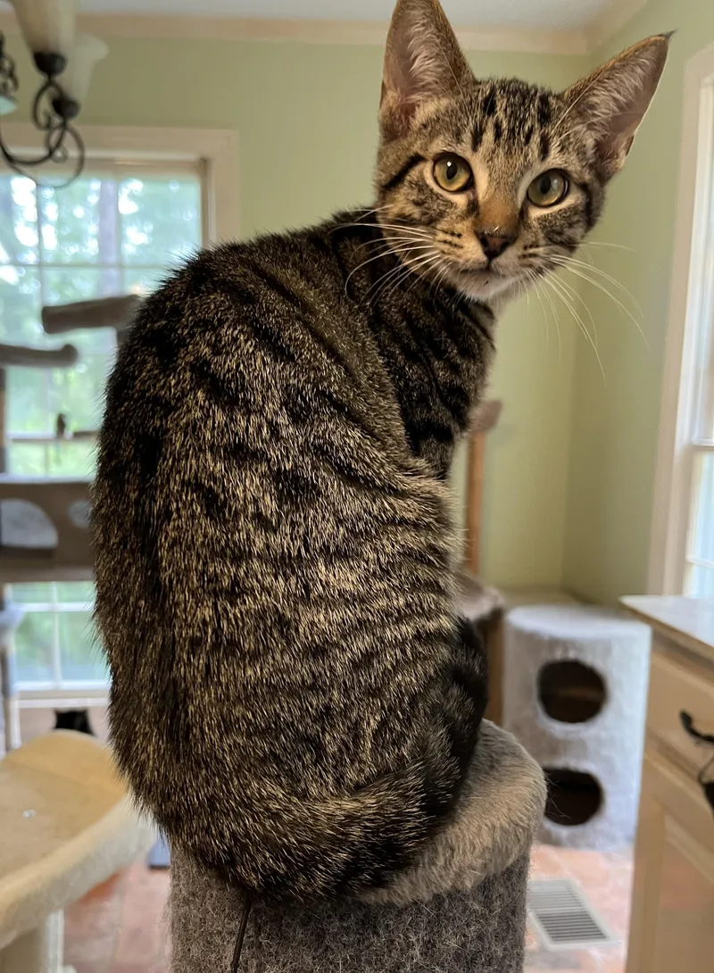 Mr. Bones thumbnail 3