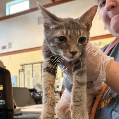 A baby small-sized male Brown / Chocolate Domestic Short Hair cat named Fozzie Bear for adoption in Lynchburg, VA