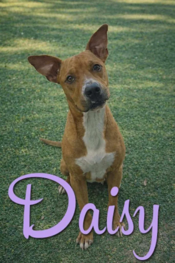 An adult large-sized female Pit Bull Terrier dog named Daisy for adoption in Livingston, LA