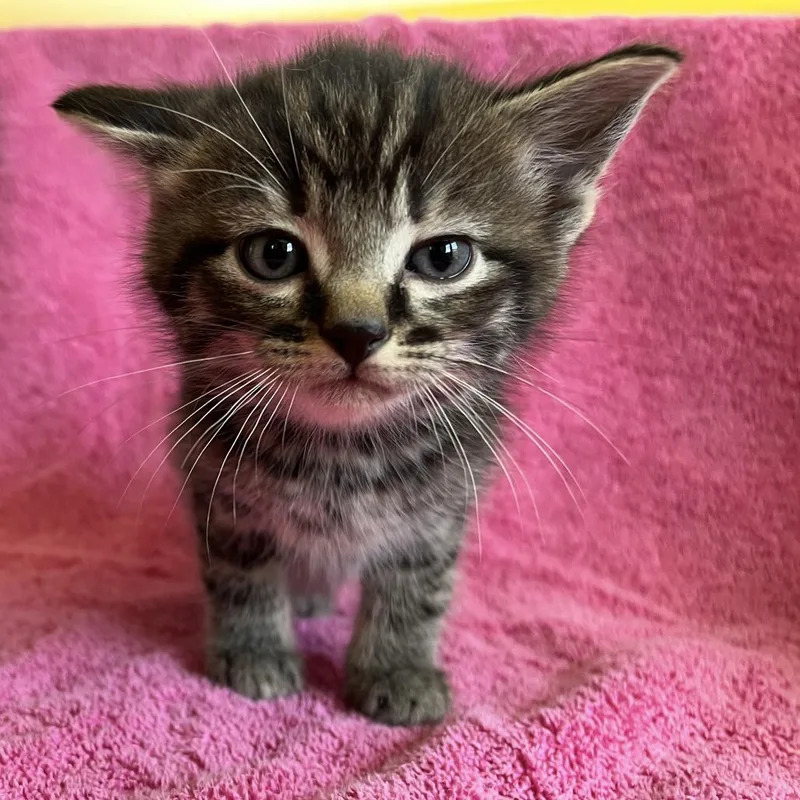 A baby small-sized male Black Domestic Long Hair cat named John for adoption in Fairfax Station, VA