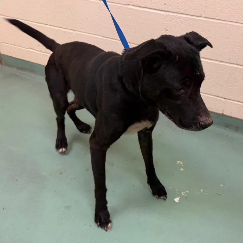 An adult medium-sized male Black Mixed Breed dog named Sparks for adoption in Memphis, TN