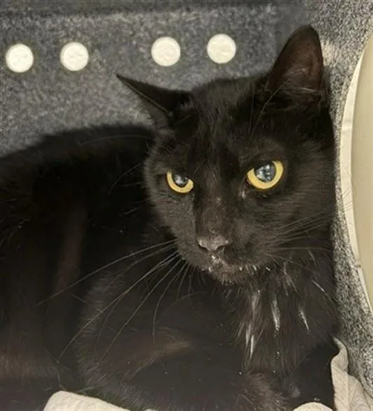 An adult medium-sized female Domestic Short Hair cat named Sabina for adoption in Naples, FL