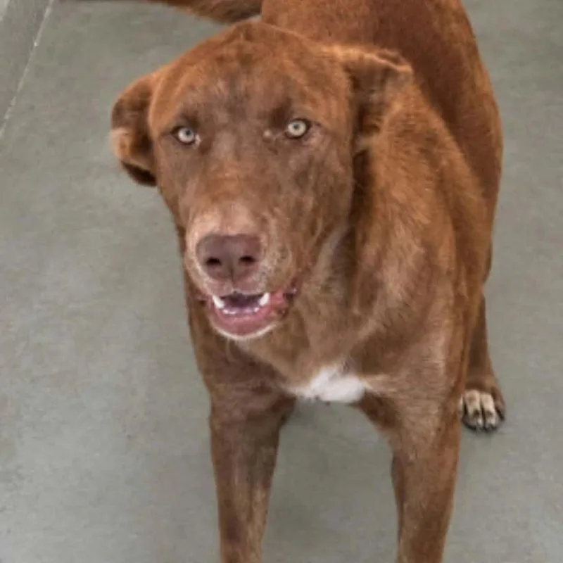 An adult large-sized female Labrador Retriever dog named Opal for adoption in Kingman, AZ