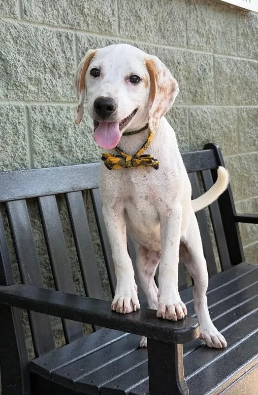 A baby medium-sized male White / Cream English Pointer dog named Poindexter for adoption in Maryville, TN