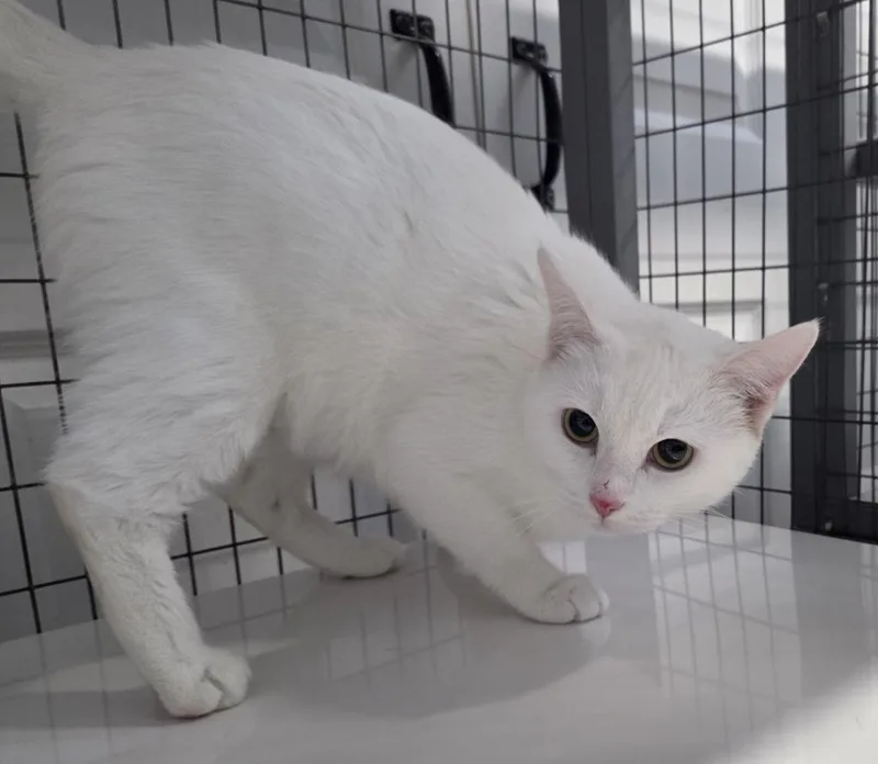 A young medium-sized female Domestic Short Hair cat named Appa for adoption in Gold Beach, OR