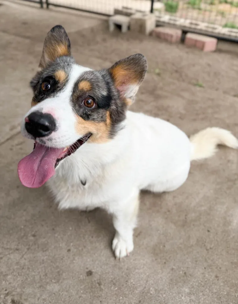 A young medium-sized male Cardigan Welsh Corgi dog named Ozzy for adoption in Windsor, CO