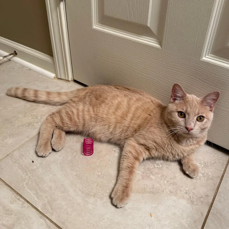 A young medium-sized male Domestic Short Hair cat named Luke for adoption in Cumming, GA