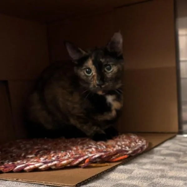 A young medium-sized female Domestic Short Hair cat named Squee Bonded Buddy for adoption in Des Moines, IA