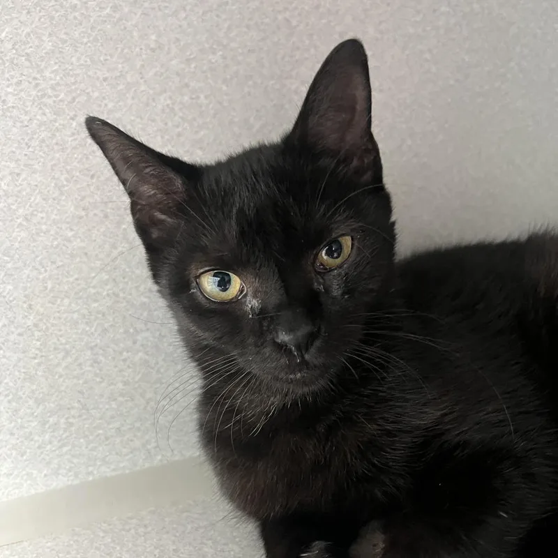 A young small-sized female Black Domestic Short Hair cat named Wiley for adoption in Newark, NJ