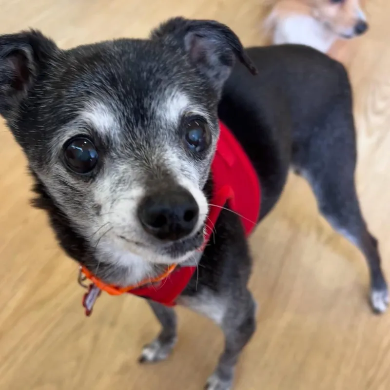 A senior small-sized female Black Italian Greyhound dog named Cleopatra for adoption in San Francisco, CA