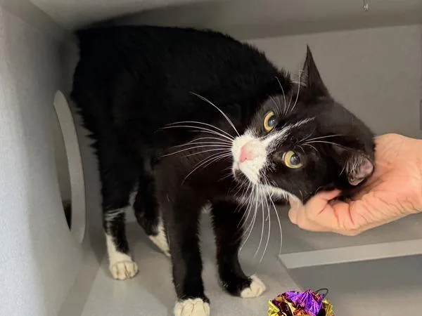 An adult medium-sized female Domestic Short Hair cat named Captain Hahn for adoption in New York, NY