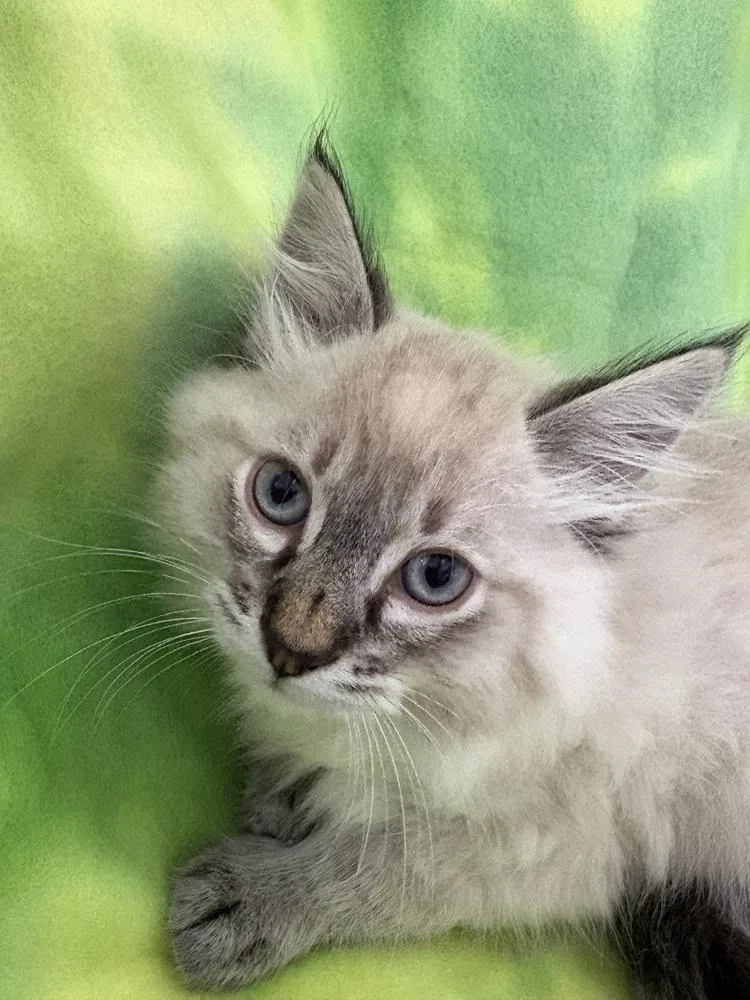 A baby small-sized male Ragdoll cat named Handsome “six” Szyper for adoption in Galt, CA
