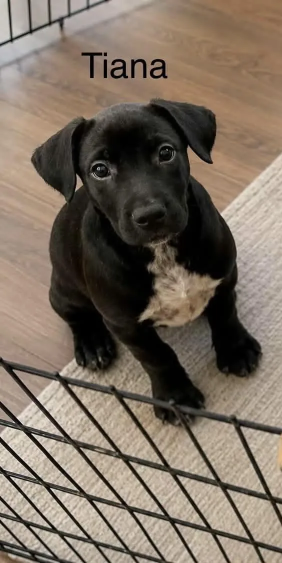 A baby small-sized female Black Labrador Retriever dog named Tiana for adoption in McAllen, TX