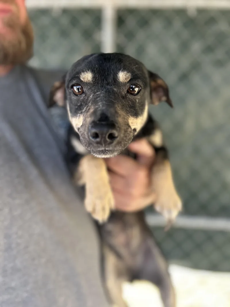 A young small-sized female Chihuahua dog named Baby for adoption in Manchester, TN