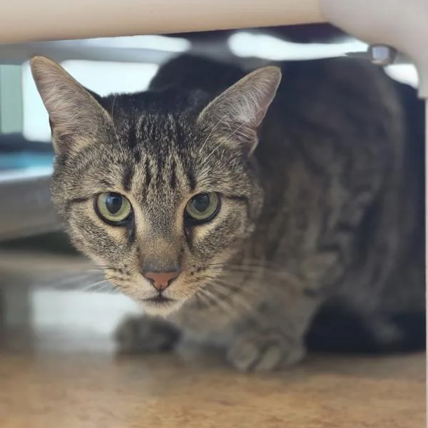 An adult medium-sized male Domestic Short Hair cat named Teddy for adoption in Dublin, CA