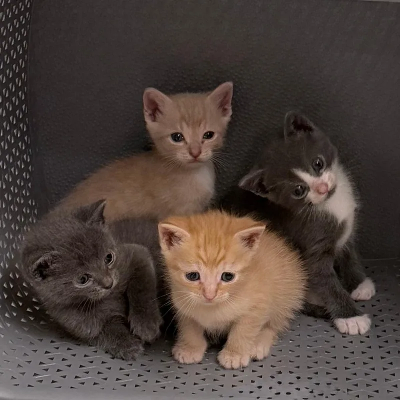 A baby small-sized male Gray / Blue / Silver Domestic Short Hair cat named Atticus for adoption in Fairfax Station, VA