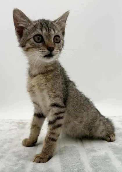 A baby small-sized female Domestic Short Hair cat named Lucy Biscuit for adoption in Bowling Green, KY