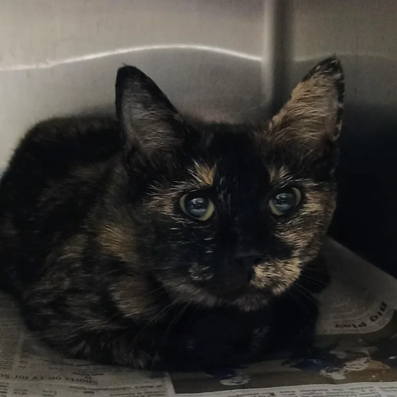 A young medium-sized female Domestic Medium Hair cat named Mazzy Star for adoption in Palestine, TX