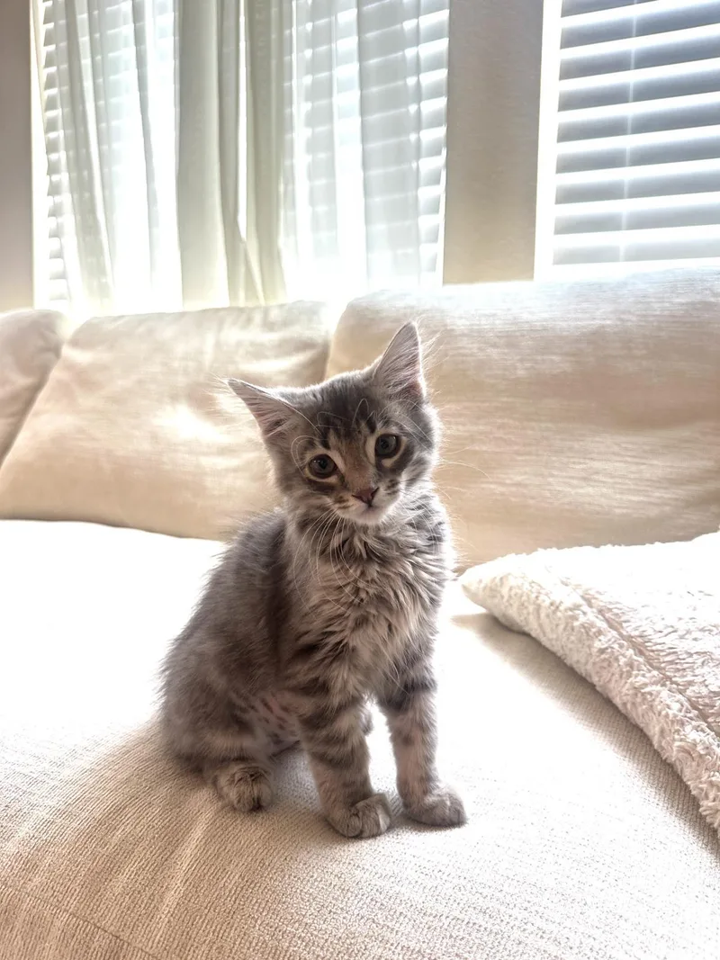 A baby small-sized female Domestic Long Hair cat named Short Tail for adoption in Lincoln, CA