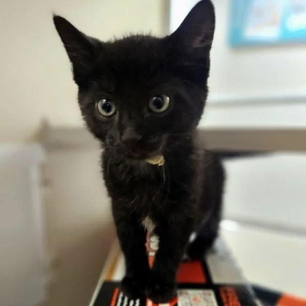 Sirius