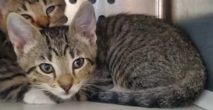 A young large-sized female Domestic Short Hair cat named Magic for adoption in Kansas City, MO