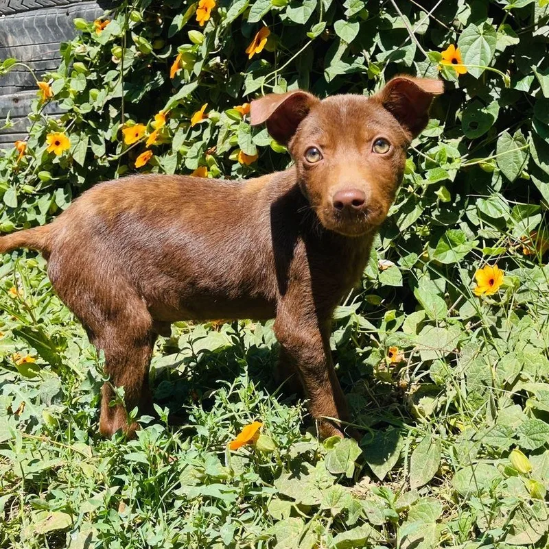 A baby small-sized male Chihuahua dog named Merle for adoption in San Diego, CA