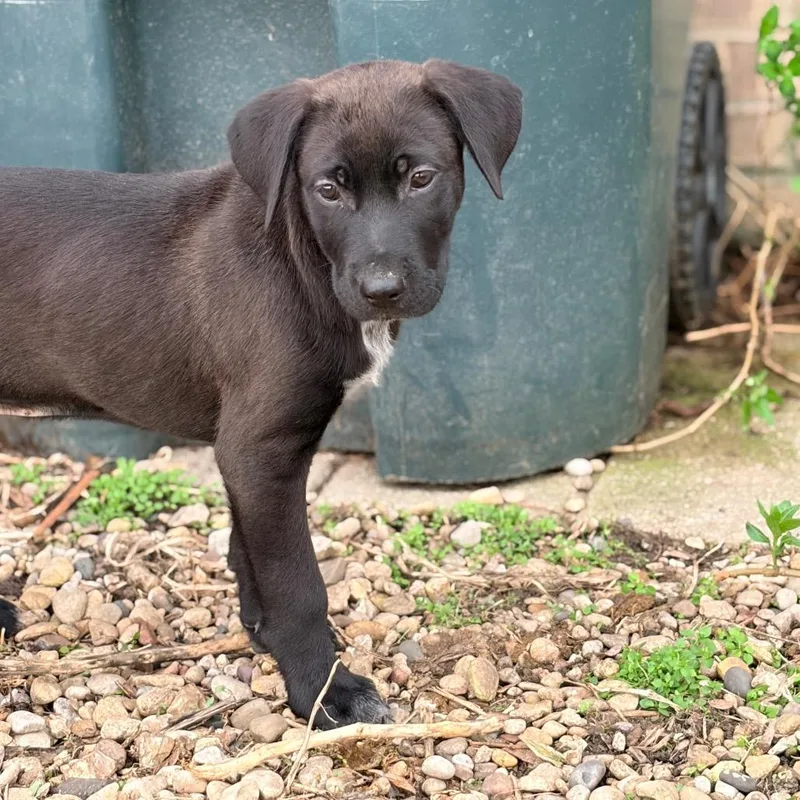 A young medium-sized male Black German Shepherd Dog dog named Doc for adoption in Mokena, IL