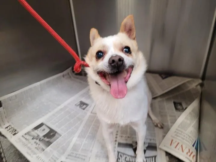 An adult medium-sized male Chihuahua dog named Chompers for adoption in Los Angeles, CA