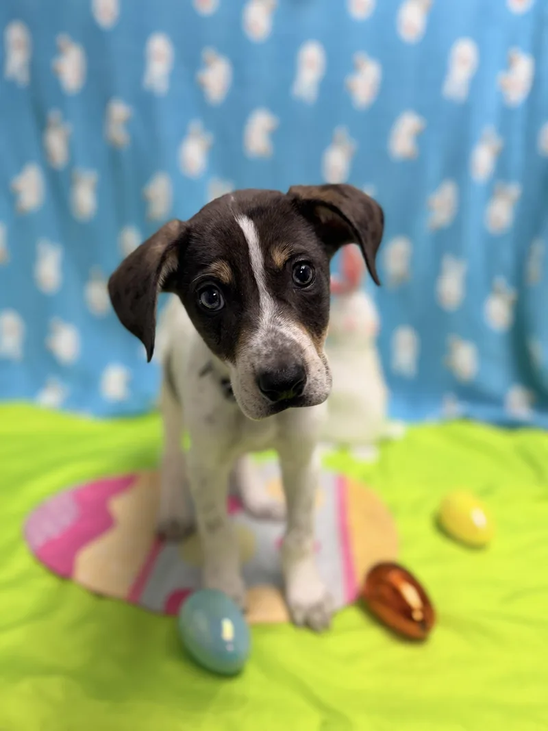 Ruger The Pointer Puppy thumbnail 4