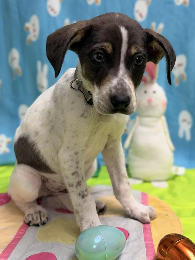 Ruger The Pointer Puppy