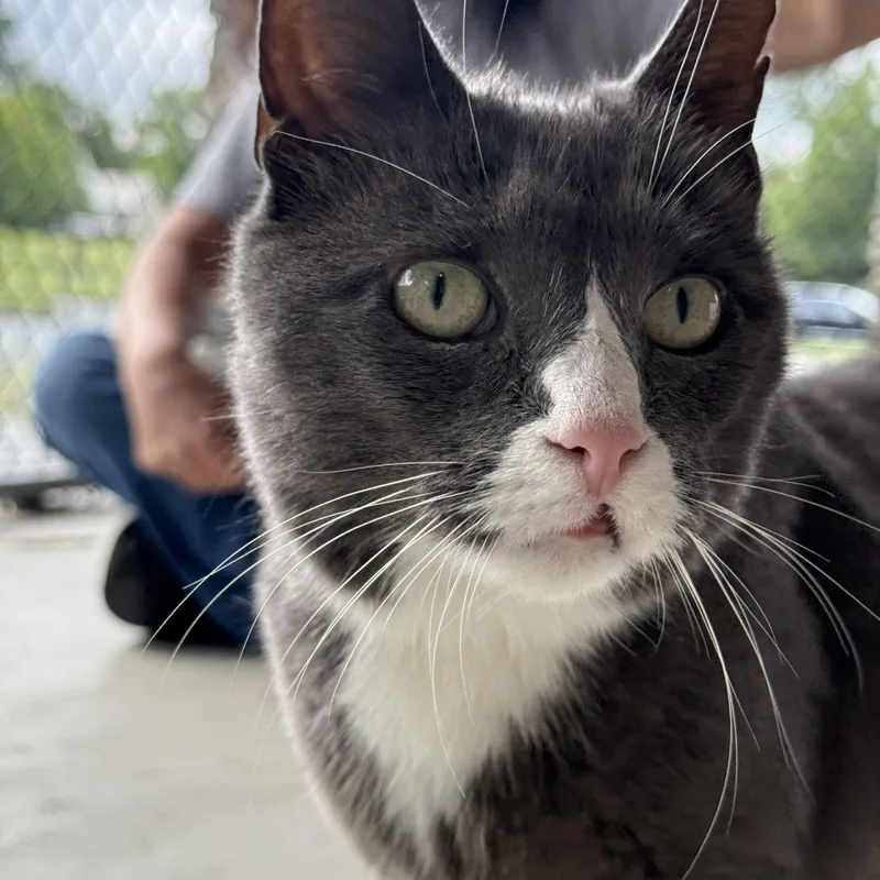 An adult medium-sized female Domestic Short Hair cat named Sasha for adoption in Brownsville, VT