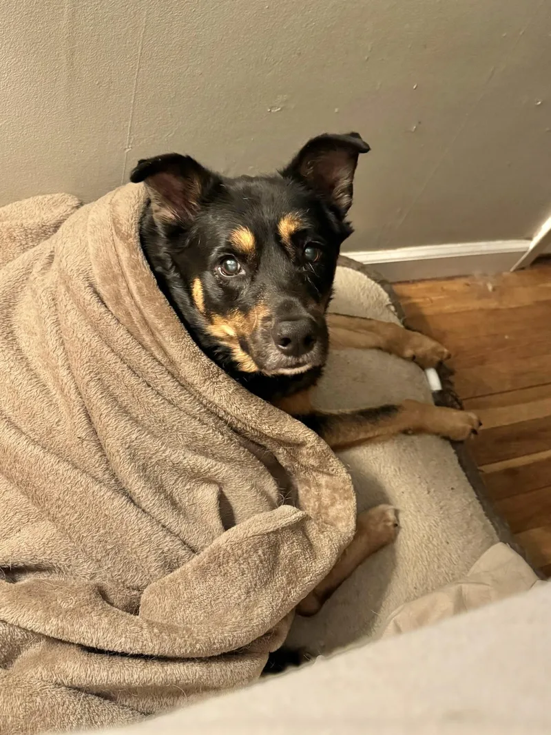 A senior medium-sized female German Shepherd Dog dog named Bella for adoption in Manchester, CT