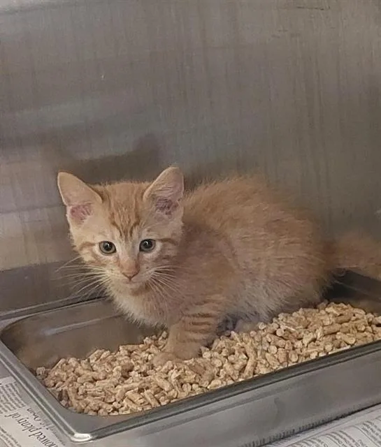 A baby small-sized male Domestic Short Hair cat named Butter Scotch for adoption in Chula Vista, CA